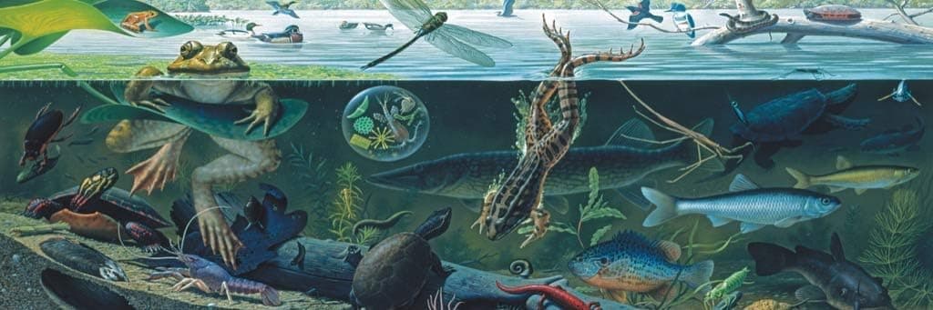 New York Puzzle Company - National Geographic Freshwater Ecosystem - 500 Piece Jigsaw Puzzle