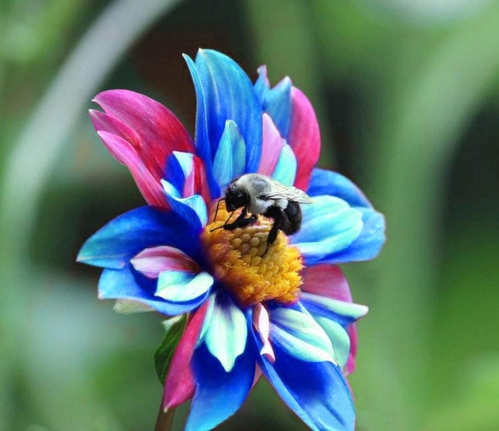 3g Rare Blue and White Point Dahlia Seeds Beautiful Perennial Flowers Plants Dwarf Pompon Dahlia