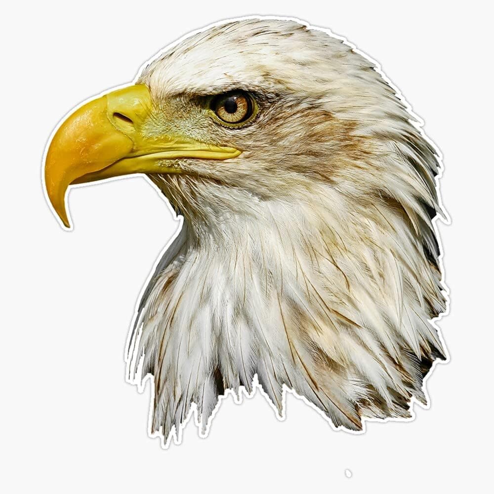 BZ Trading Bald Eagle Head Vinyl Decal Wall Laptop Bumper Sticker 5in(RDB-USA-STICKERS-0560)