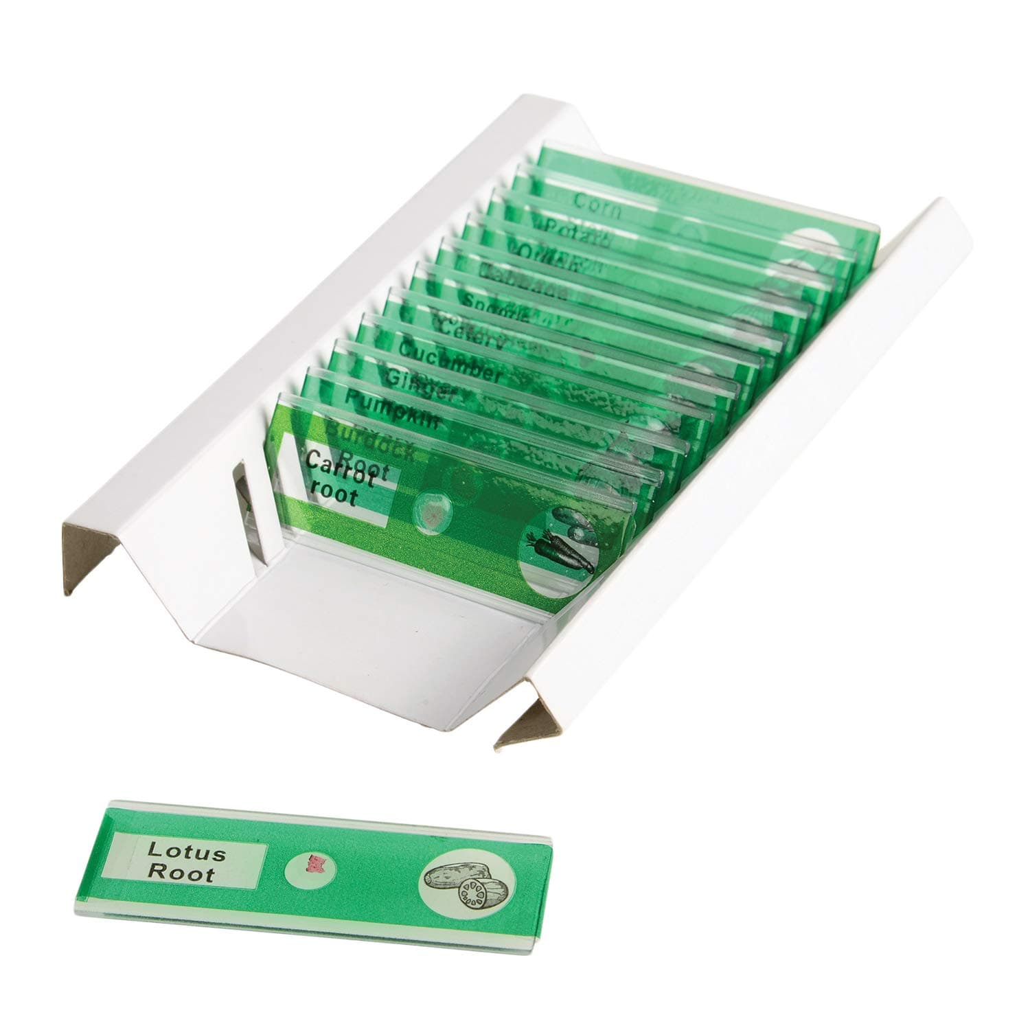 Constructive Playthings Set of 12 Prepared Slide Kit - Vegetables - Scientifically Prepared for Use with Microscope