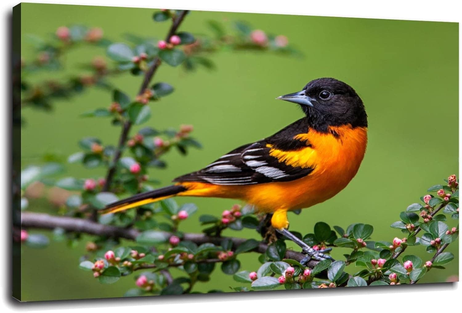 BALTIMORE ORIOLE BIRD GLOSSY POSTER PICTURE PHOTO PRINT Icterid Black Song Poster Canvas Prints Wall Art For Home Office Decorations With Framed 18"x12"
