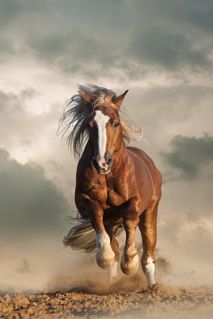 Laminated Wild Chesnut Draft Horse Running Wild Horses Decor Galloping Horses Wall Art Horse Poster Print Poster Horse Pictures Wall Decor for Girls Horse Breed Poster Poster Dry Erase Sign 24x36