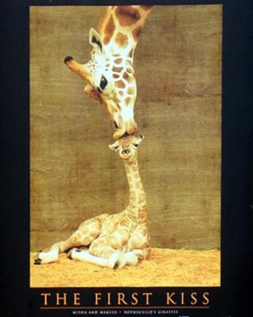 First Kiss Giraffe Baby Family Cute Animal Poster 16 x 20 inches
