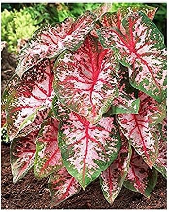 unspecified Carolyn Whorton Caladium - One Large Flower Bulb