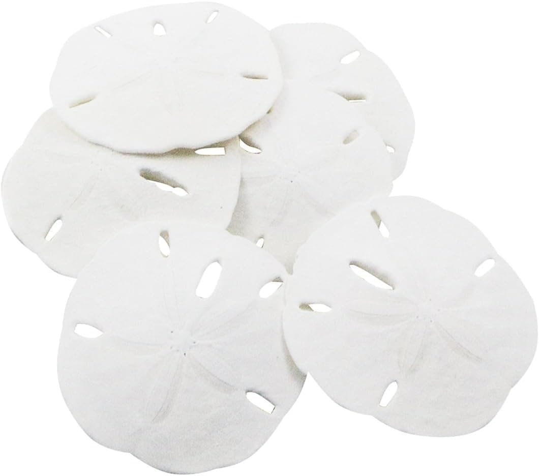 Nautical Crush Trading Sand Dollar | Real Sand Dollars 2 1/2" to 3" (Set of 6) | Sand Dollar Shells Plus Free Nautical eBook by Joseph Rains