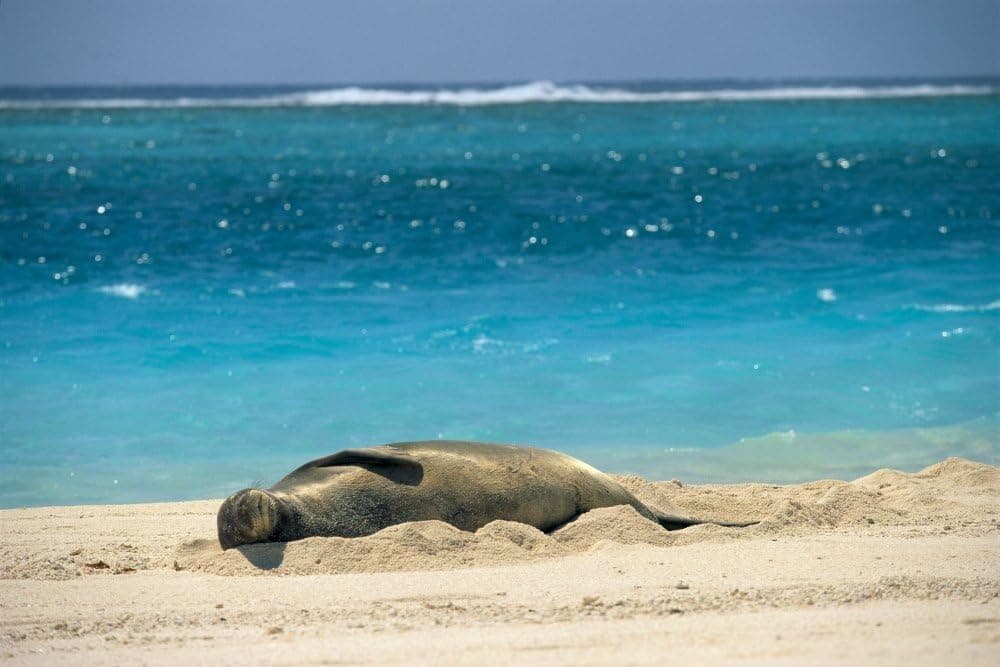 Posterazzi Midway Atoll Hawaiian Monk Seal Laying In Sand With Eyes Closed Turquoise Ocean Background Poster Print, (19 x 12)