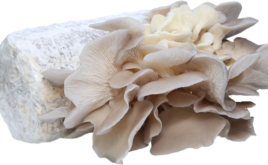 Oyster Mushroom Growing Kit Log Organic Non-GMO 3 lbs Log in Texas - Grow Your own Delicious Organic Oyster Mushrooms at Home. Edible and Gourmet Mushroom. Gift