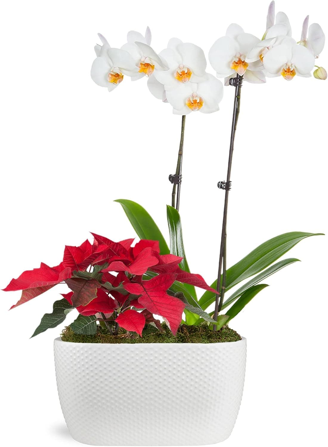 Just Add Ice Live Red and White Christmas Floral Centerpiece, Pure White Orchid and Red Poinsettia in White Ceramic Pottery, 10" Diameter - Elegant Table Arrangement, Classic Christmas, Live Plants