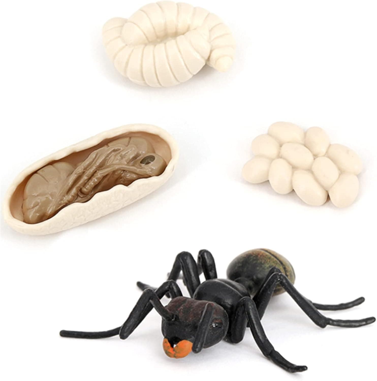 Ant Growth Cycle, Animal Growth Cycle Biological Model Toy Growth Stage Lifelike Ant Life Cycle Model Toy Set for Kids Education Insect Themed Party Favors