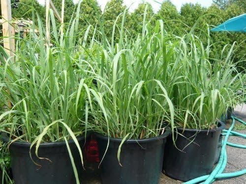Bellacia Lemongrass Rootstalk (Cymbopogon Citratus) 2 Live Plants