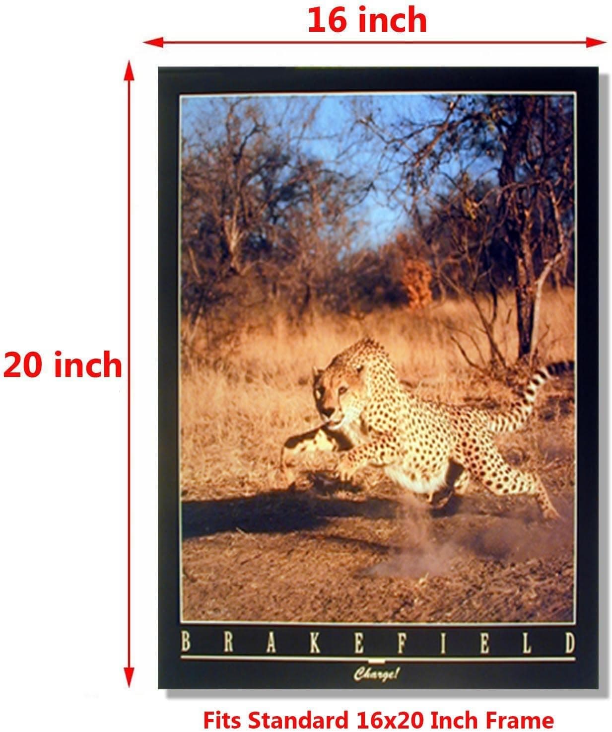 Running Cheetah Pictures Wild Animal Wall Decor Art Print Poster (16x20)