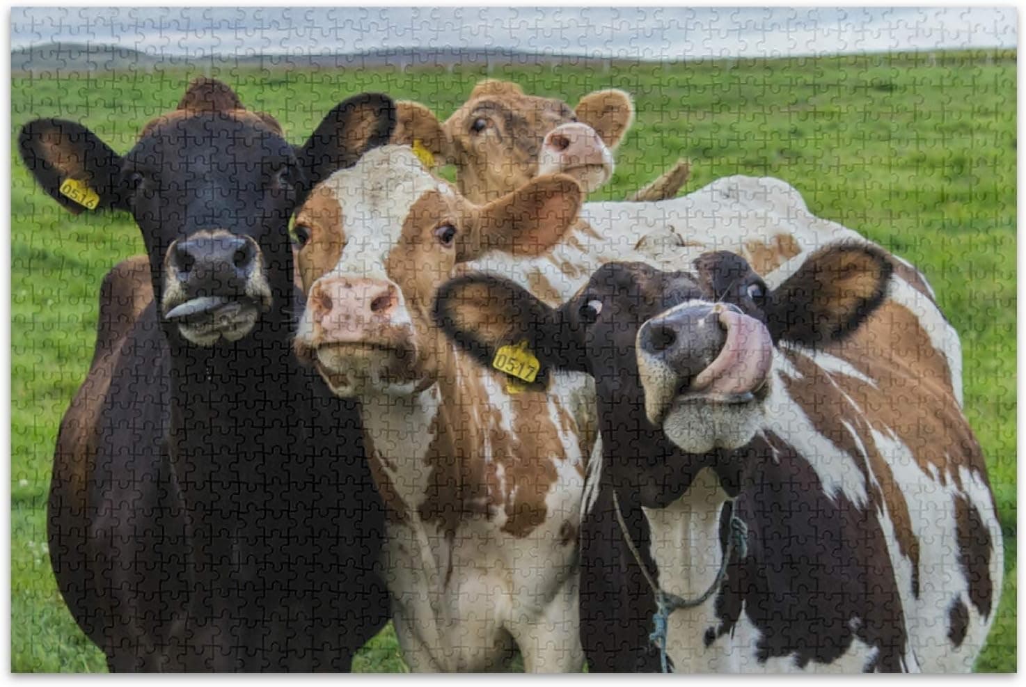 Qilmy 500 PCS Jigsaw Puzzles - Four Funny Cows, Educational Intellectual Decompressing Fun Game for Kids Adults, Upgraded Version