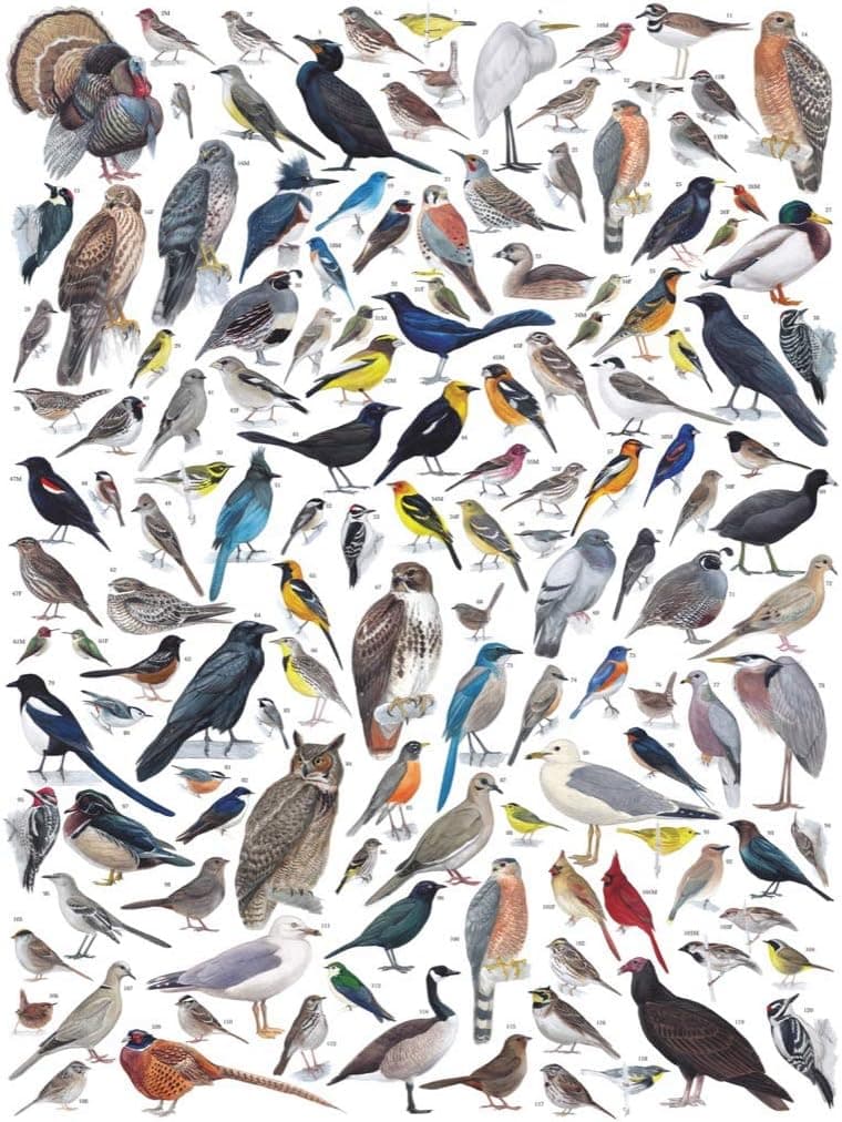 New York Puzzle Company - Cornell Lab Birds of Western North America - 1000 Piece Jigsaw Puzzle