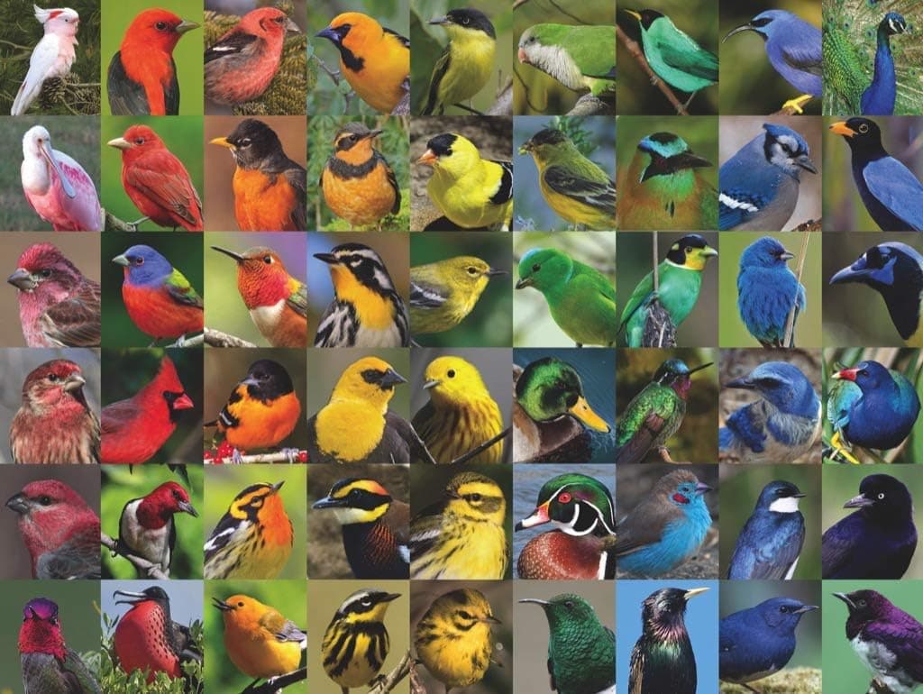 New York Puzzle Company - Cornell Lab Rainbow of Birds - 1000 Piece Jigsaw Puzzle