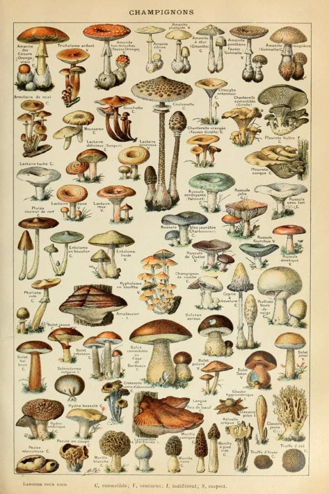 Mushrooms, C, Vintage Bookplate, Adolphe Millot Artwork (9x12 Wall Art Print, Home Decor)