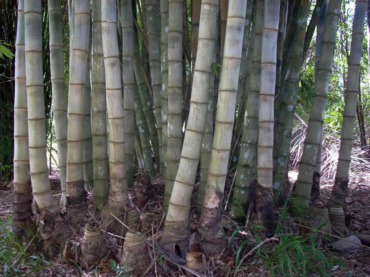 Velvet Leaf Teddy Bear Bamboo - Dendrocalamus brandesii - Tallest Bamboo -4" Pot
