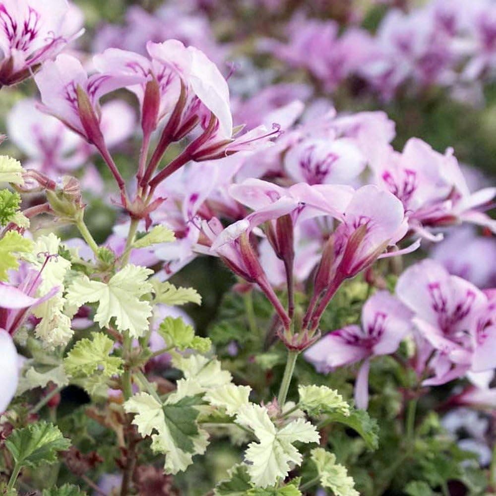 Gooseberry Scented Leaf Geranium - Lemon Fragrance - 4" Pot-Fairy Garden Plant
