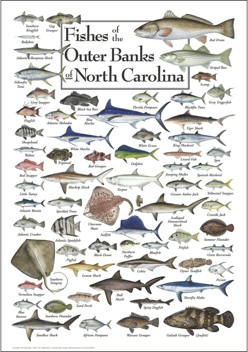 Earth Sky + Water - Fishes of the Outer Banks - Poster