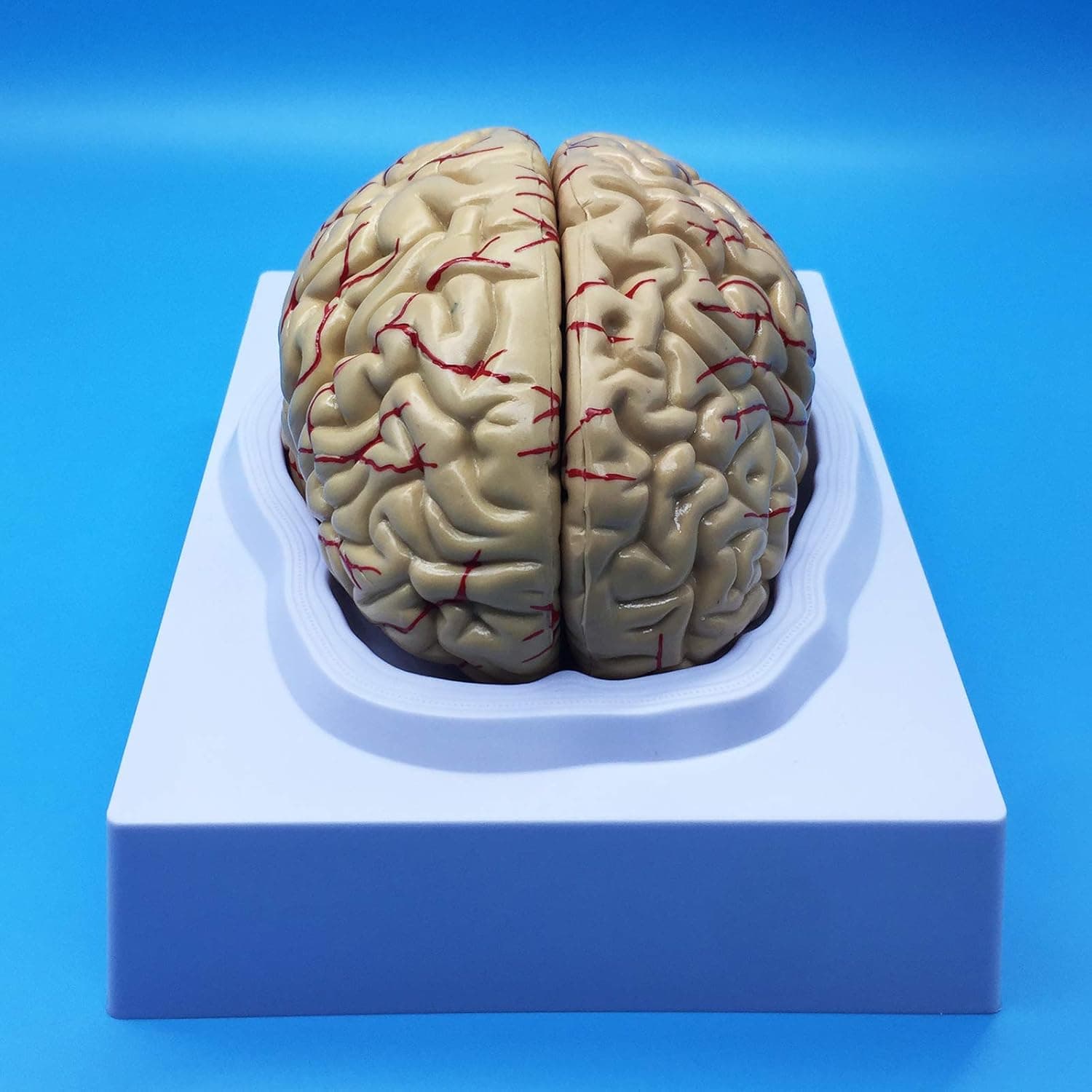 Learning Resources Human Brain Anatomical Model, Anatomically Accurate Brain Model Life Size Human Brain Anatomy for Science Classroom Study Display Teaching Model