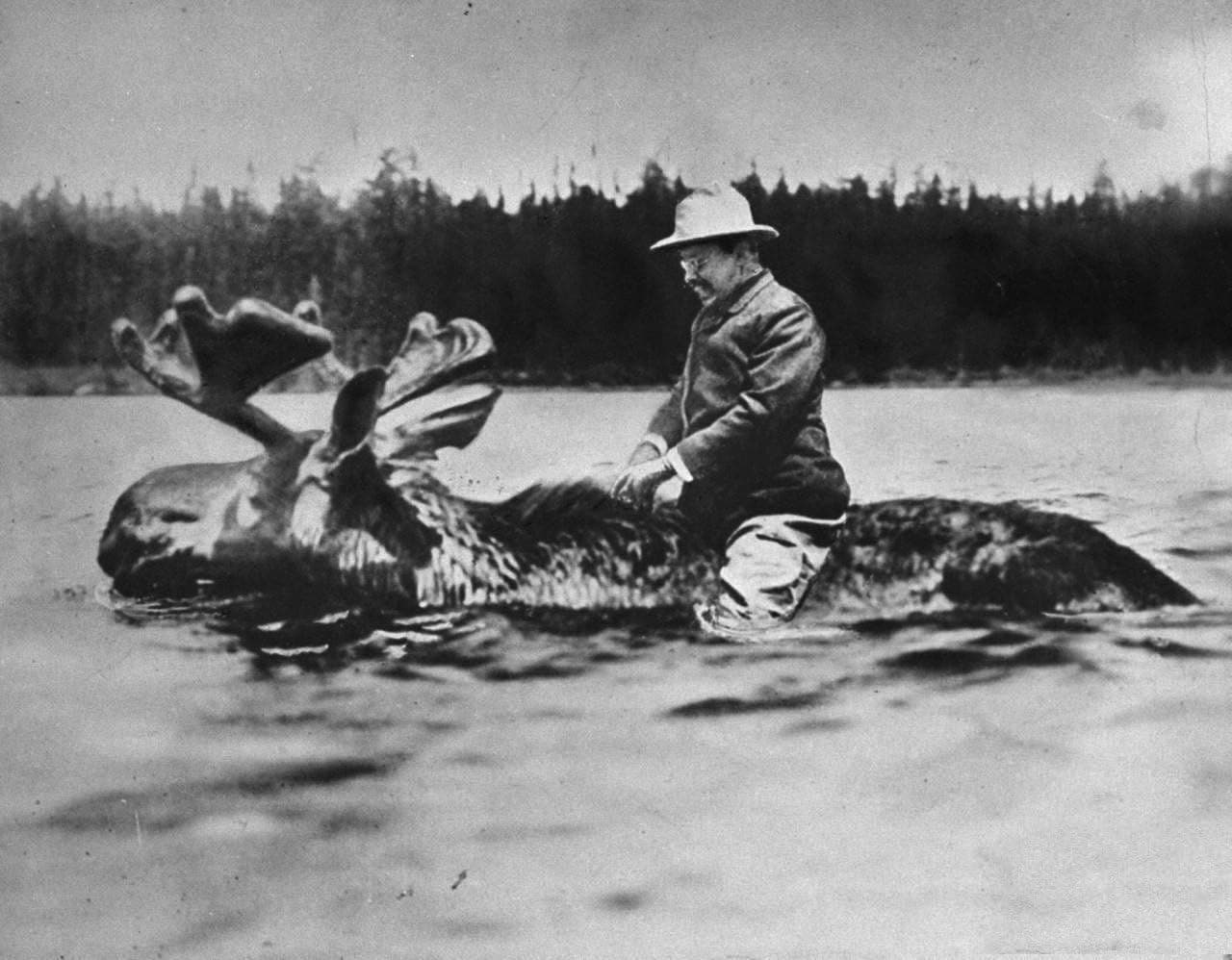 Theodore Teddy Roosevelt Riding a Moose Photo Poster Art Photo American Presidents Posters Artwork 11x14