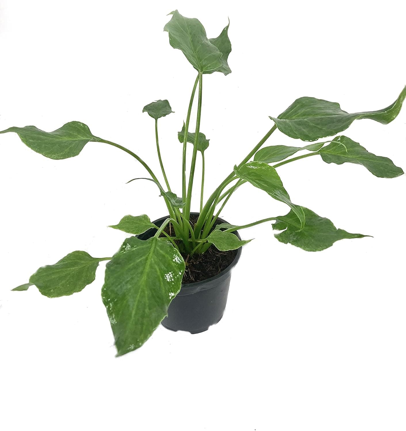 Xanadu Cut Leaf Philodendron - Live Plant in a 4 Inch Pot - Philodendron Xanadu - Compact Easy Care Evergreen Houseplant