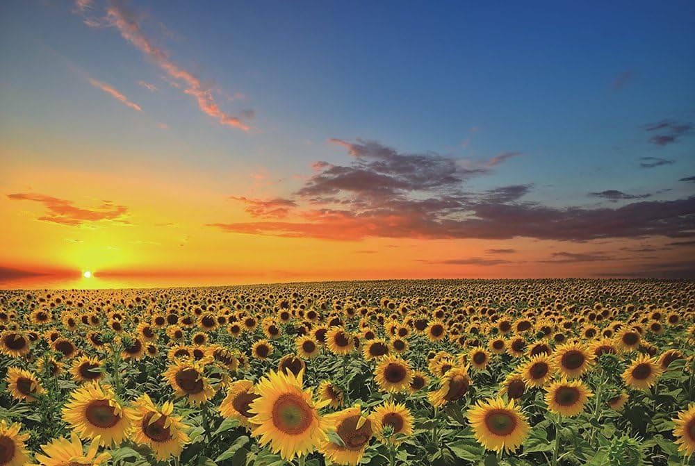 Funnybox Sunflowers in The Fields at Sunset-Wooden Jigsaw Puzzles 1000 Piece for Teens and Family