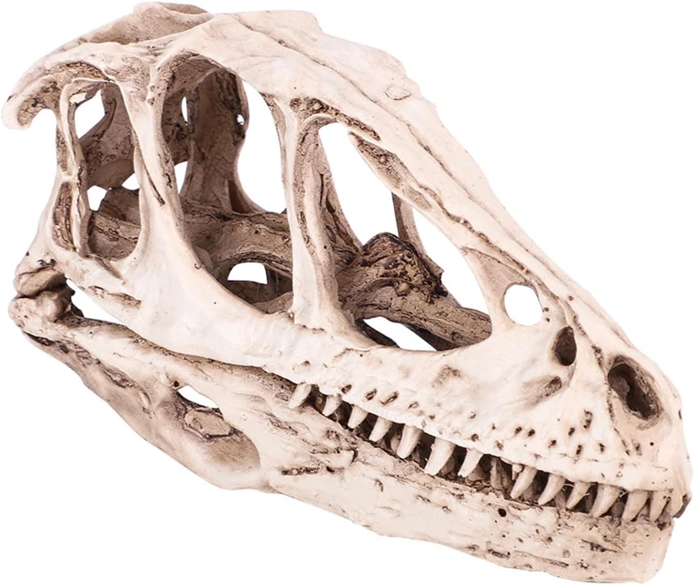 Oumefar Simulated Animal Skeleton Simulated Model Dinosaur Skull for Teaching Prop