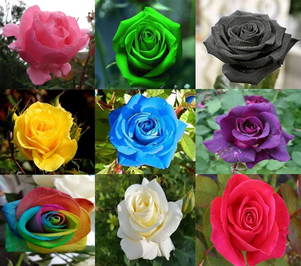 100 Pcs Rose Flower Seeds Mixed Multicolored Decorative Rare Plants in Garden Bonsai