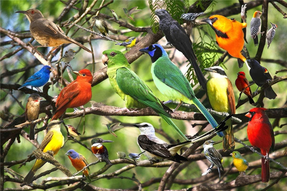 Jigsaw Puzzles for Adults 500 Piece Great View in Birds 500 Pieces Puzzle for Toy Family Game Gifts