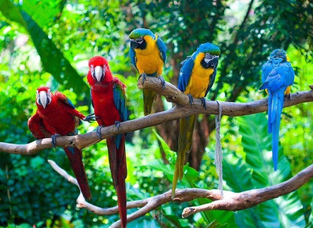 Sim,Popular murals Wood-Material DIY Present-Wrap in Box 20.6 X 15.1 inch 500 Piece Hard Puzzle Large Size : Parrots Branches Birds Close Up