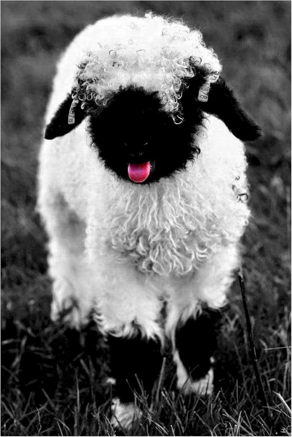 Sheep canvas print wall decor cute farm animals sheep canvas wall art bedroom living room home decor - Unframe 12x18inch(30x45cm)