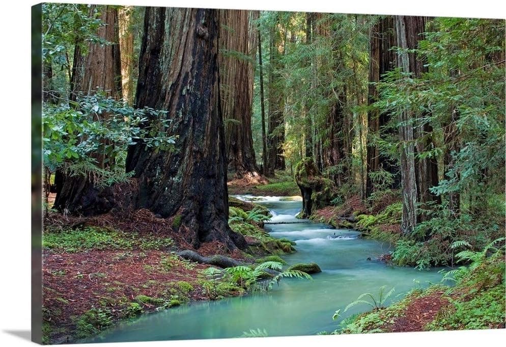 Redwood Forest II Canvas Wall Art Print, Tree Artwork