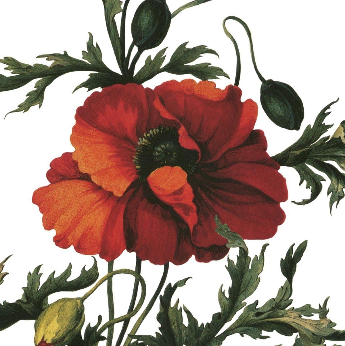 Caskata Studio C561500 20 Count Paper Cocktail Napkins, Red Papaver