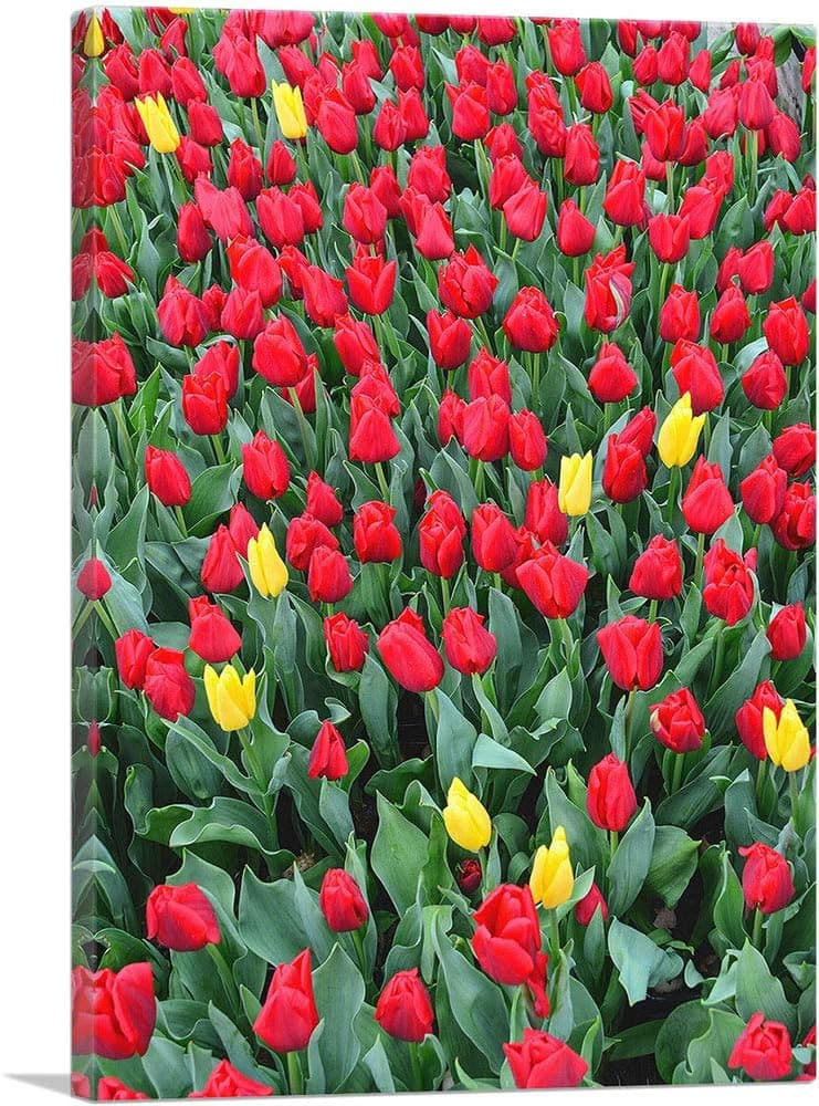 ARTCANVAS Netherlands, Red and Yellow Tulips Canvas Art Print - 26" x 18" (1.50" Deep)