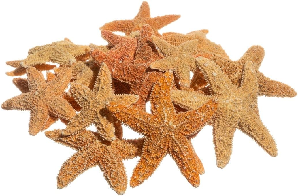 Sugar Starfish | 25 Brown Sugar Starfish 1/2"-1 1/2" | Plus Free Nautical eBook by Joseph Rains