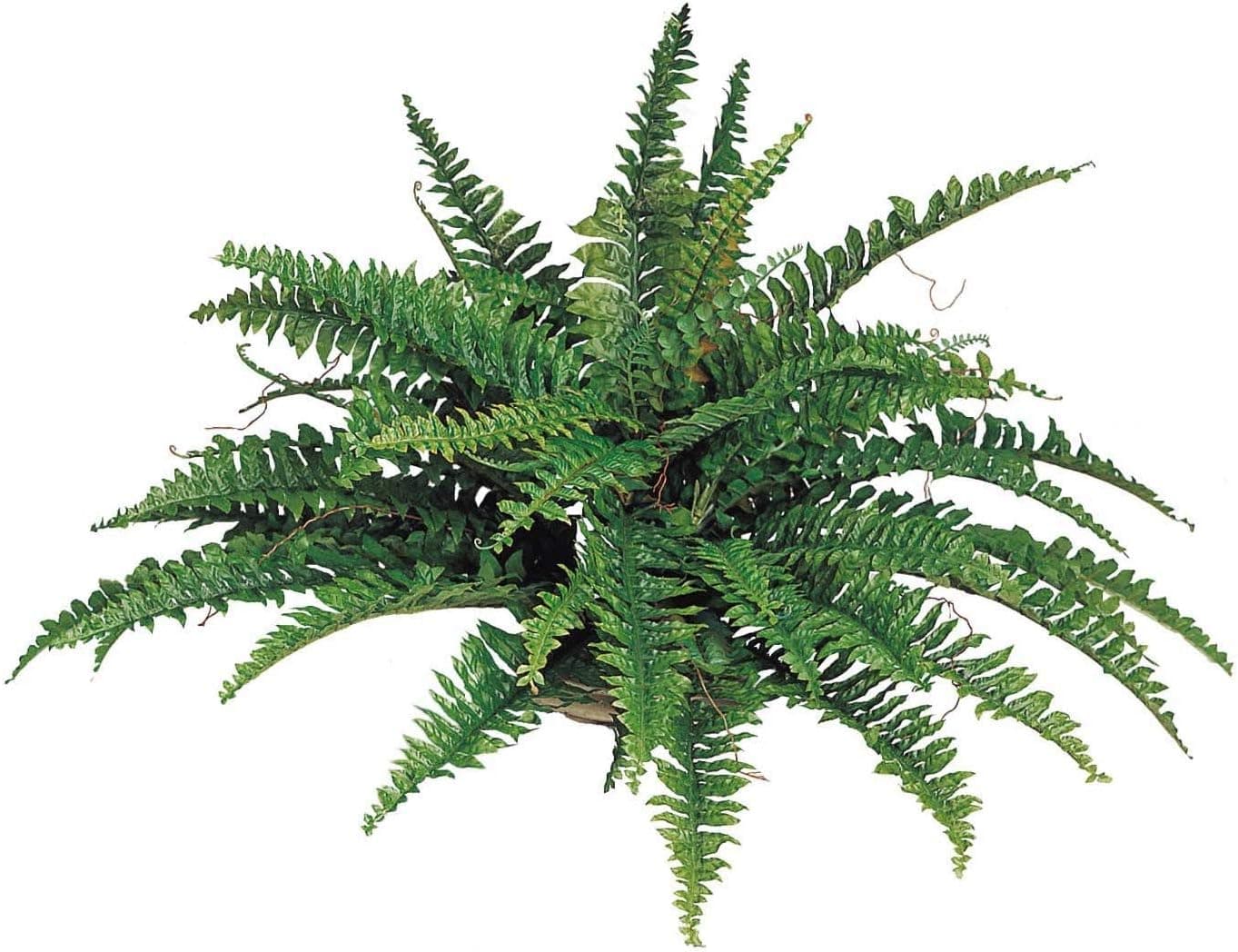 Larksilk Boston Fern Artificial Plants - UV Resistant, Outdoor or Indoor House Plant, Hanging Basket or Planter, 34” Inch Diameter Set of (2) 50 Fronds Each