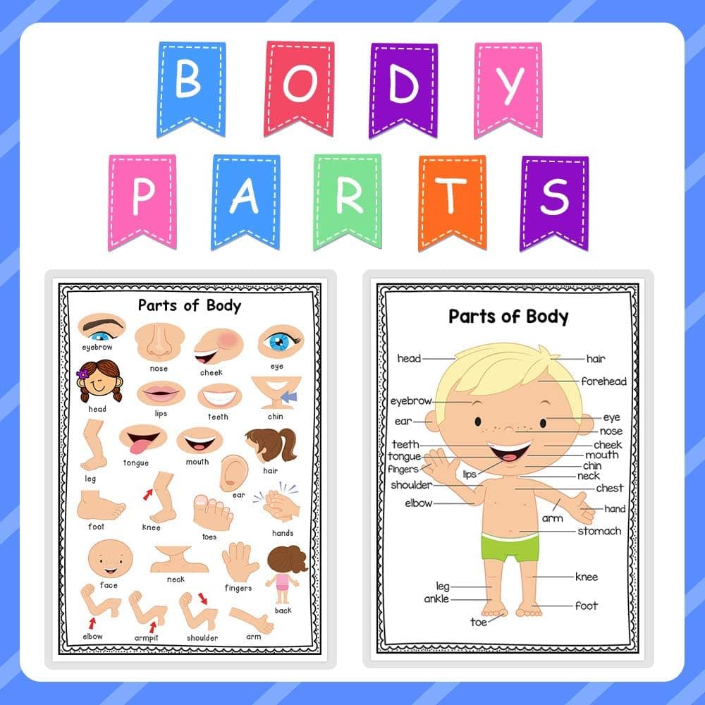 Richardy Body Parts A4 Educational Posters Flashcards Preschool Posters Wall Charts Classroom Decorations Classroom Organization Kids Wall Decor Board Decor 11.69X8.26 Inch…
