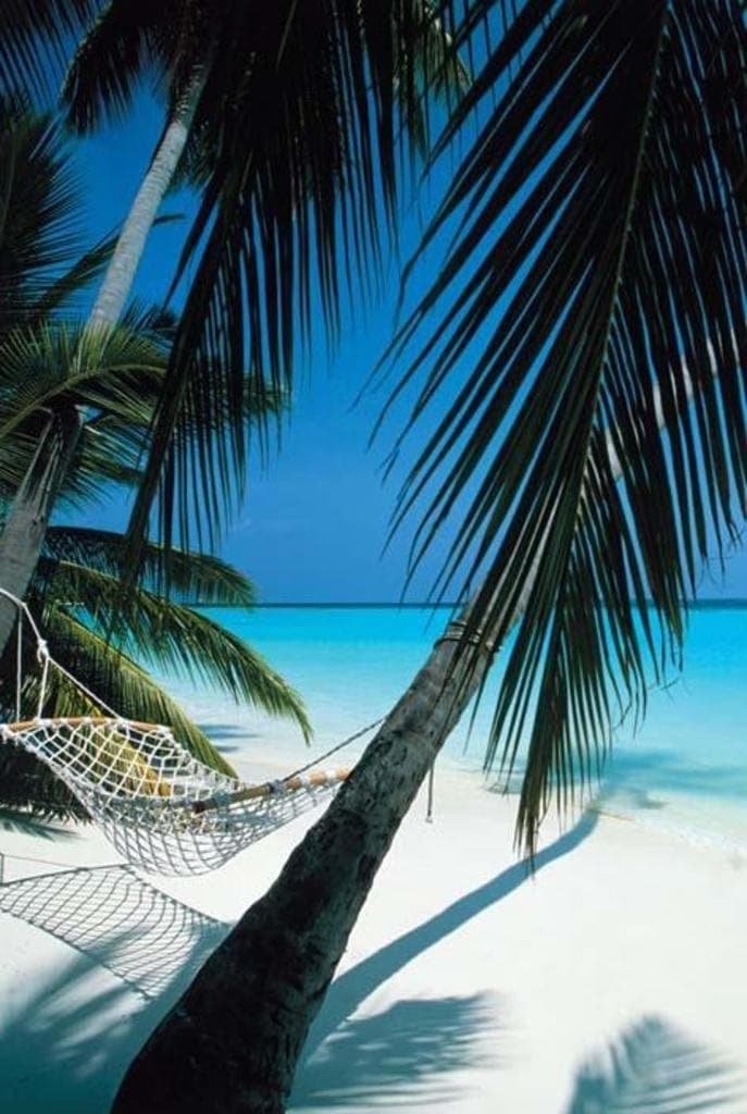 Pyramid America Palm View Hammock Tropical Beach Cool Wall Decor Art Print Poster 24x36