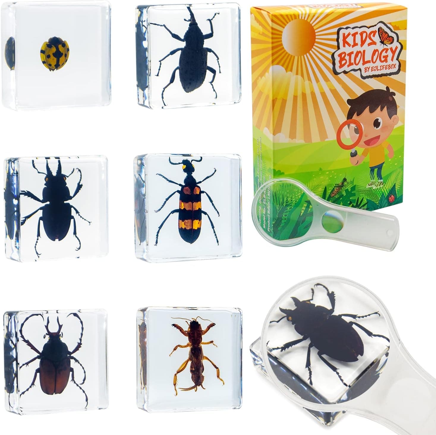 6 PCS Resin Insect Specimen Set, Stag Beetle, Blister Beetles, Longhorn Beetle, Ladybug, Weevils, Mole Cricket, Science Education Toy for Kids