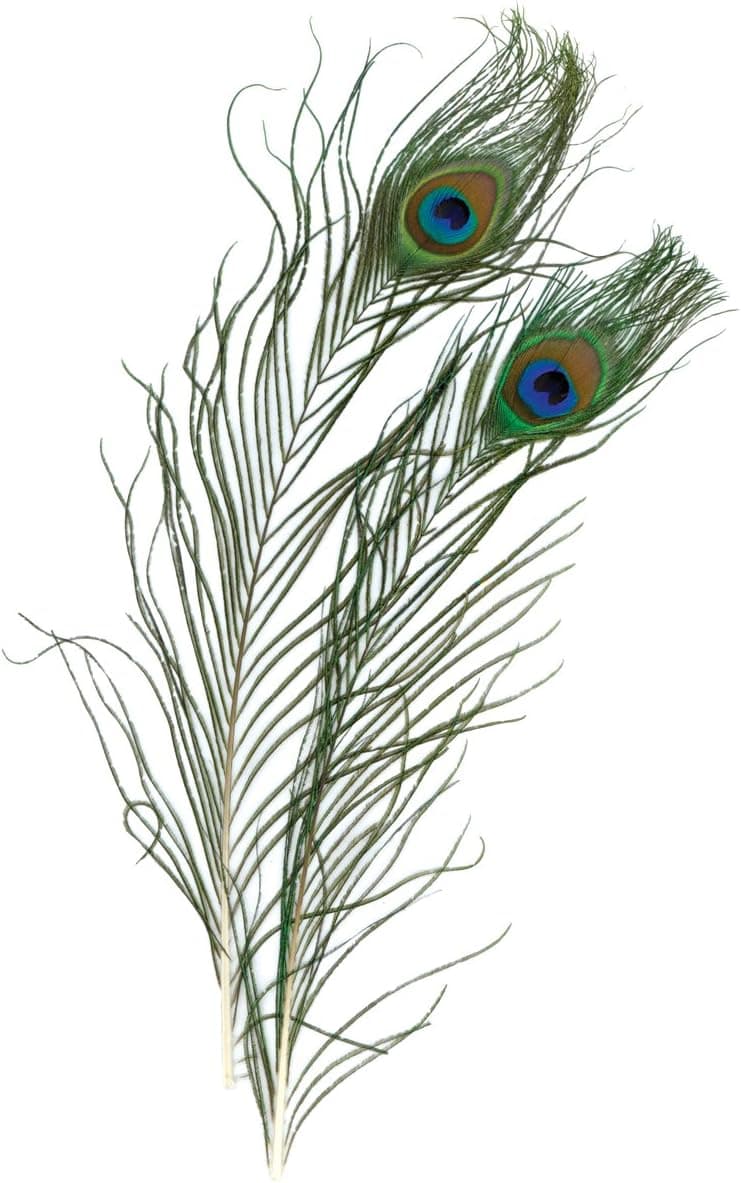 ZUCKER Peacock Eye Feathers, Natural, 2-Pack