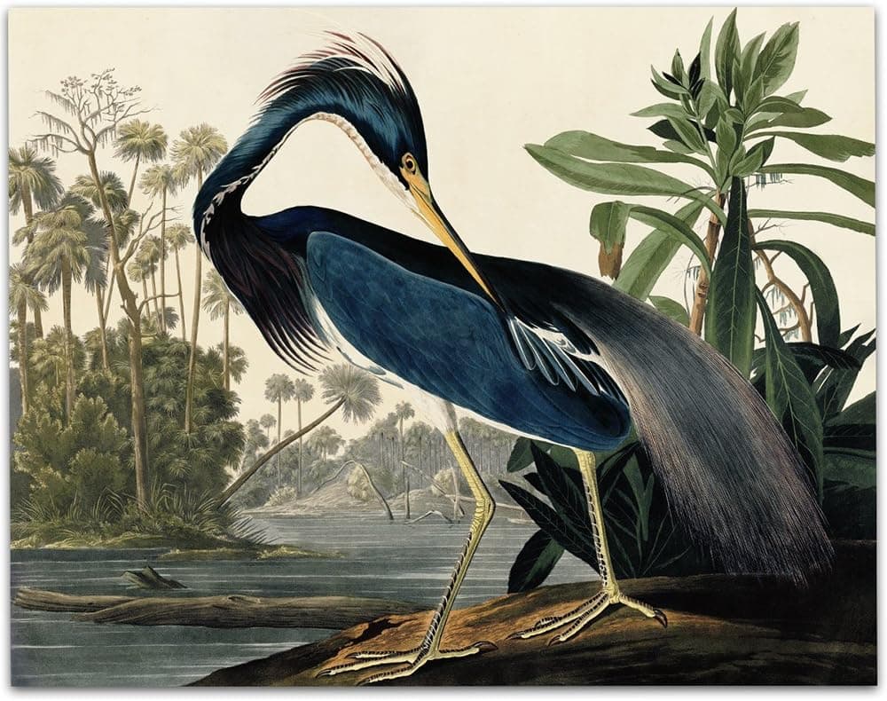 Louisiana Heron - 11x14 Unframed Art Print - Great Home Decor Under $15