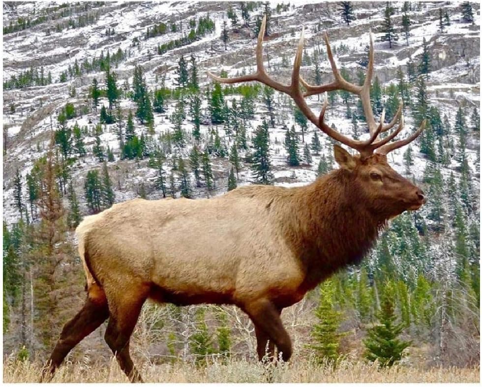 Adult Jigsaw Puzzle 500 Piece Wooden Puzzle Mountain Forest elk Animal Pattern for Teenagers and Adults,Very Good Educational Game