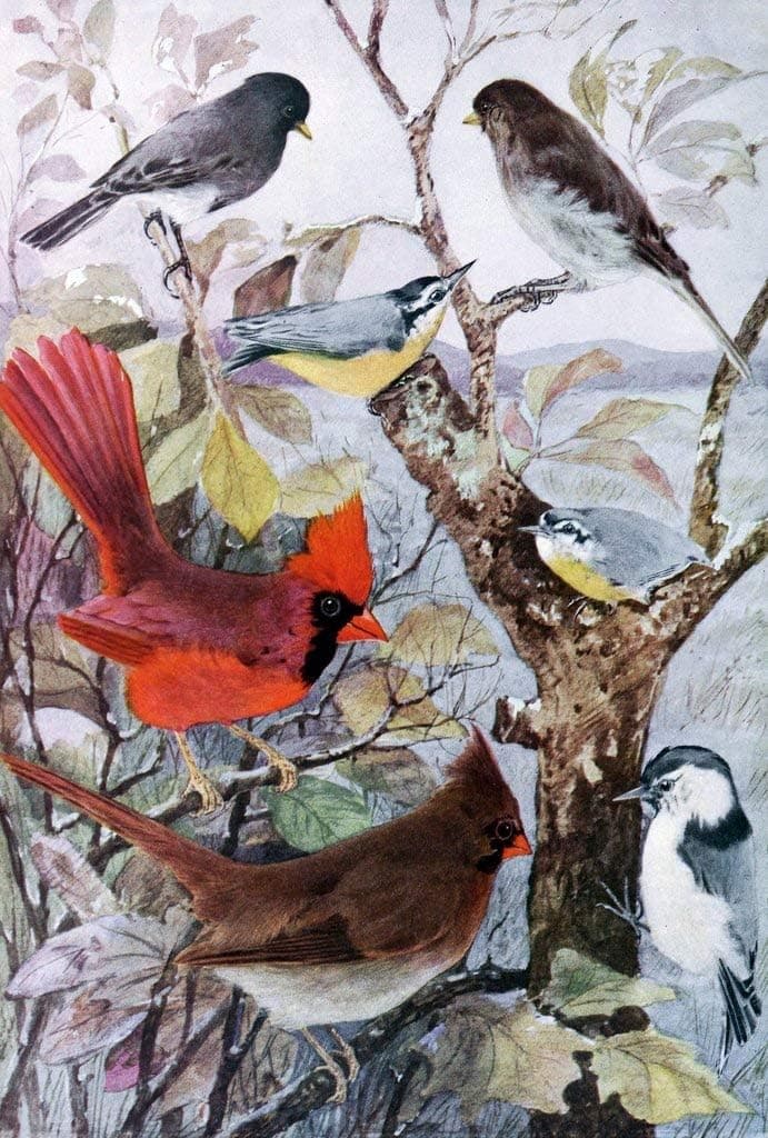 Mini Wooden Jigsaw Puzzle - Field Birds - 50 Unique Wooden Pieces by Nautilus Puzzles
