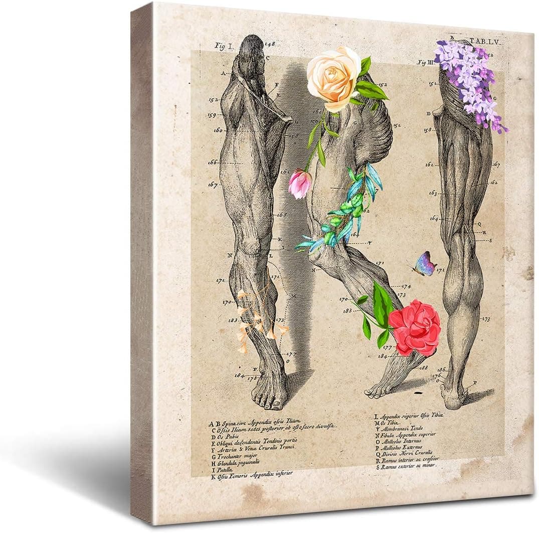 Anatomy Leg Muscle Canvas Wall Art for Doctor Office Decor, Medical School Graduation Gift, Social Worker Graduation Gift, Occupational Therapist Gift Size 8x10