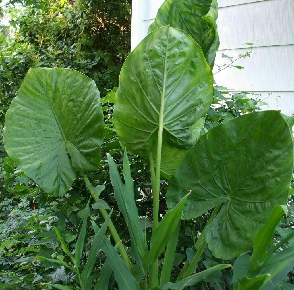 Alocasia - 'Calidora' - Persian Palm - Elephant Ear