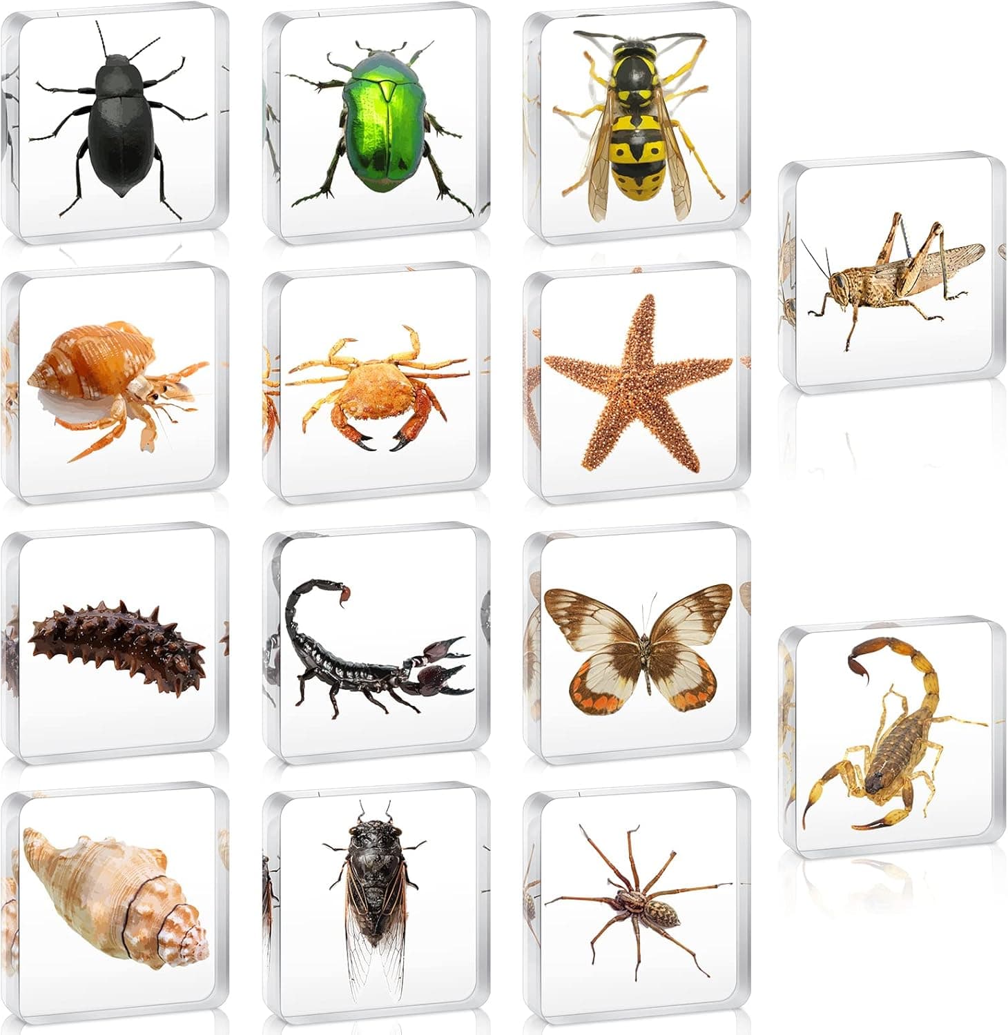 14 Pcs Insect Specimen Marine Life Set Acrylic Print Cicada Spider Scorpion Locust Hermit Crab Sea Star Sea Cucumber Scorpion Butterfly Nassariidae Spotted Lanternfly for Teen Collection Science Toys