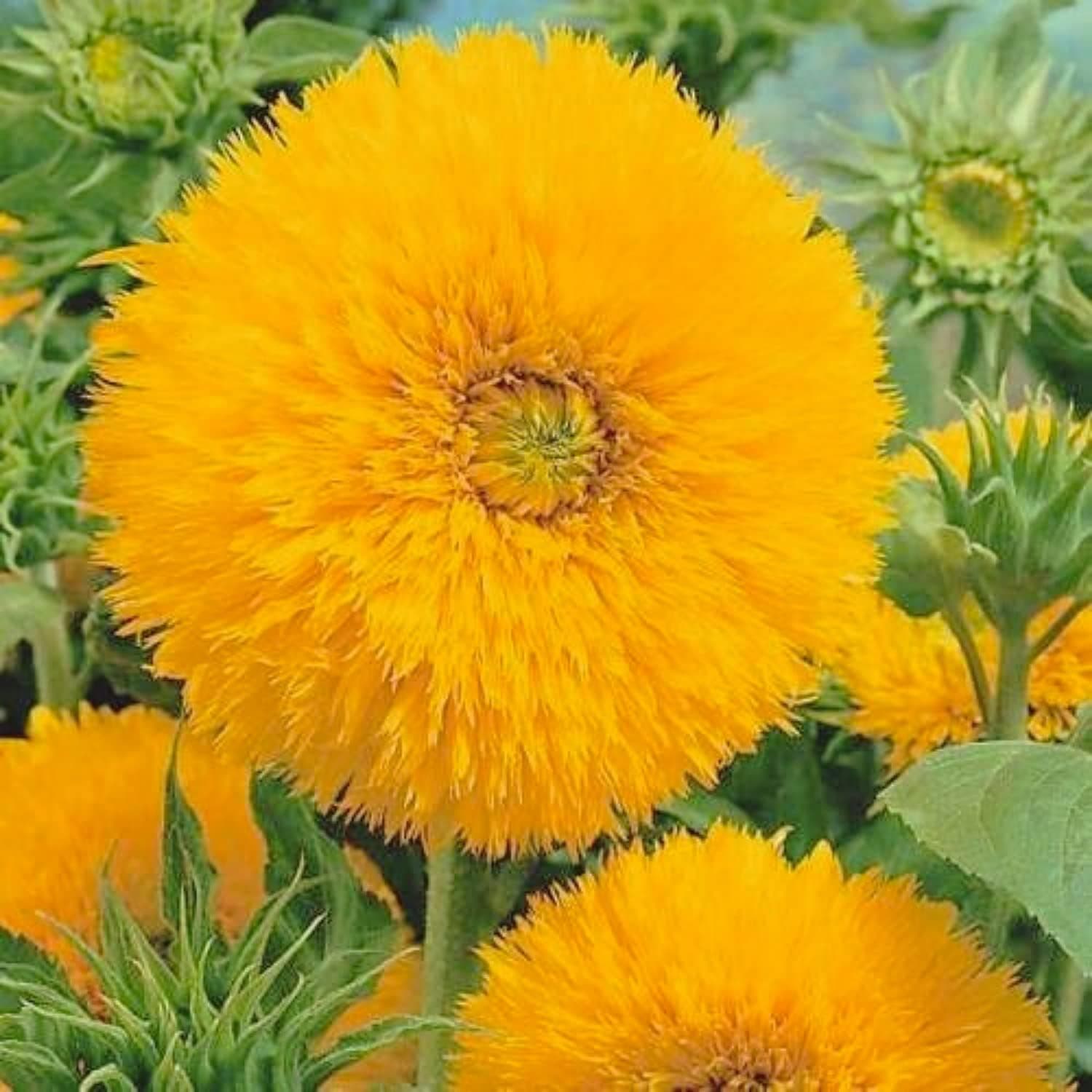 Teddy Bear Sunflower Seeds for Planting | 200 Seeds | Non-GMO Heirloom Seeds