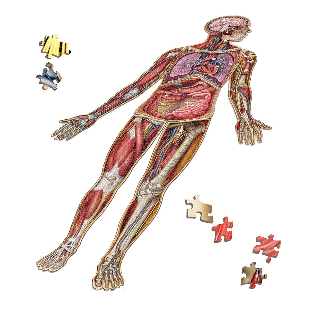 Human Anatomy Jigsaw Puzzle - Full Body Anatomy Bundle: 10 Foot Human Anatomy Model - Ideal Anatomy for Kids & Teens Educational Science Puzzles - 4175 Pieces - Full Set - Floor Puzzle Dr. Livingston