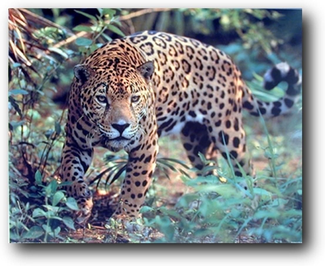 Jaguar (Panthera, Leopard) Prowling Cat Wildlife Animal Wall Decor Art Print Poster (16x20)