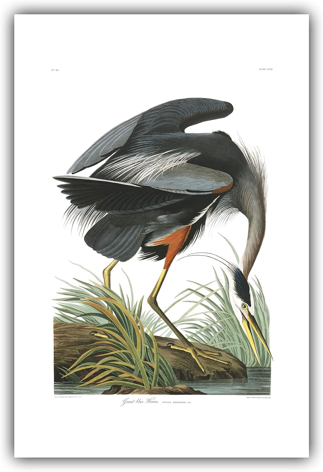 The Ibis Print Gallery - John James Audubon : ''Great Blue Heron'' (Birds of America, Plate 211) - Museum-Grade Giclee